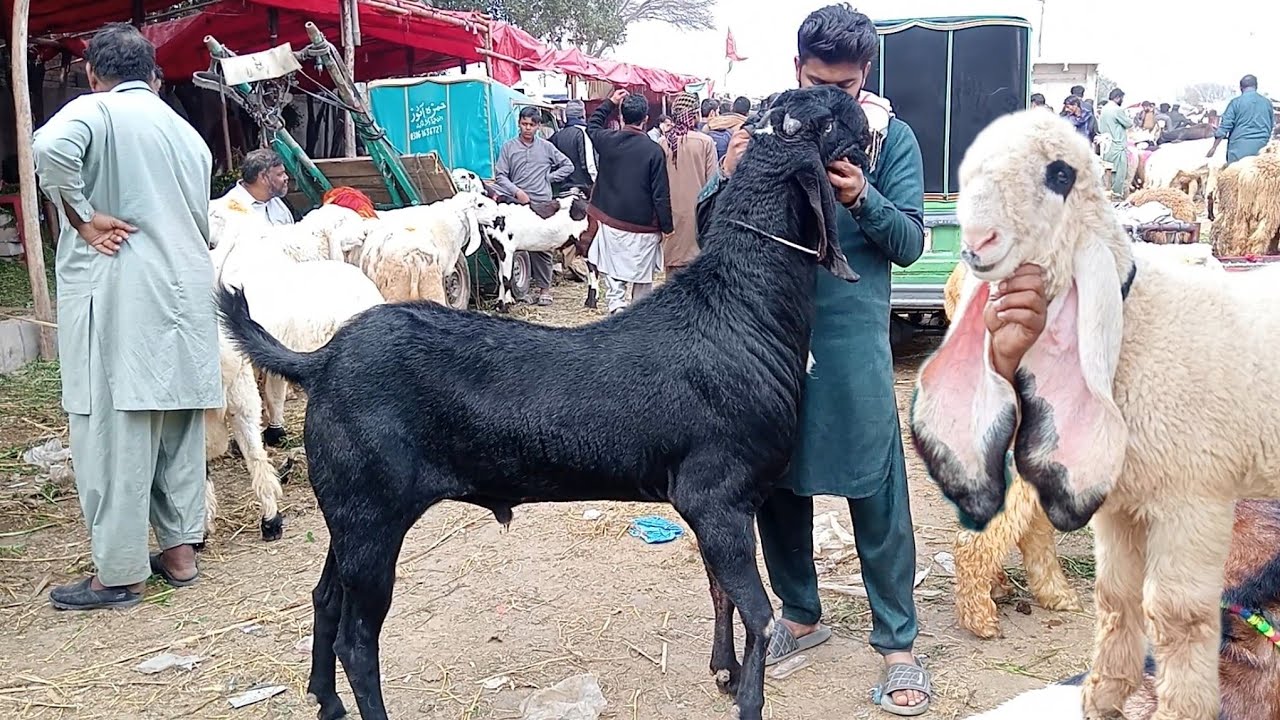 Lahore Mandi kajale chhatre aur chhatre kurbani 2026 desi bakre makkhi ji ne bakre Sajjad Lahori 