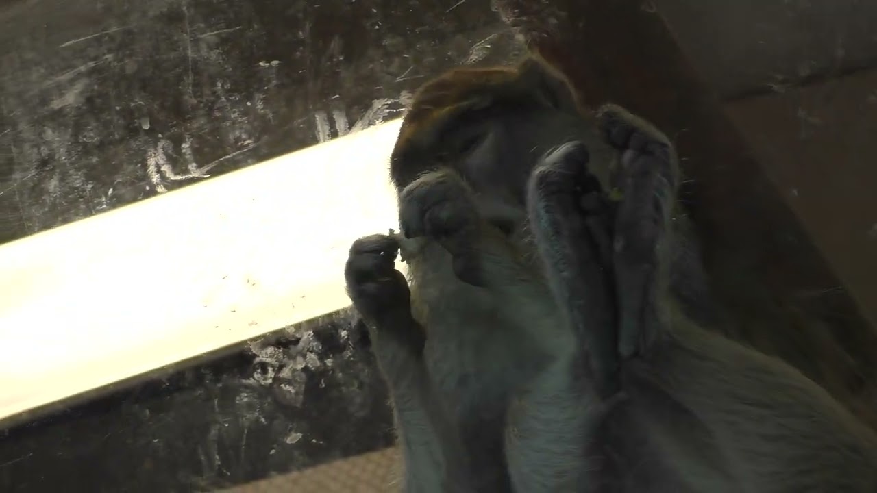 Patas monkey resting her legs while eating. Just THAT chill!!