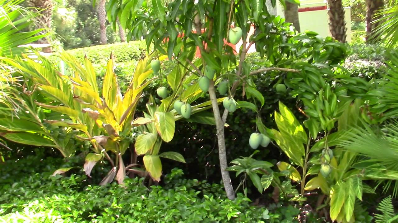 Sweet Tart Mango Tree and Fruit