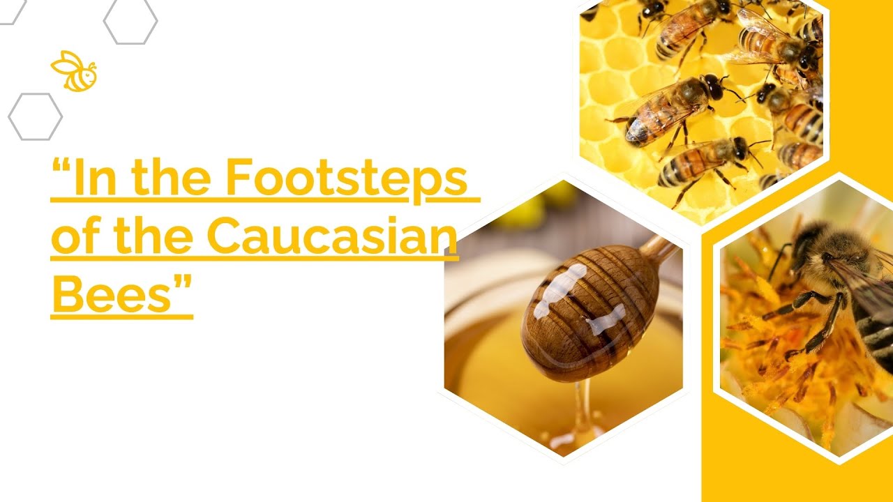 The Silent Miracle of the Caucasus | İlker Turhan’s Beekeeping Journey in Kokolet Valley