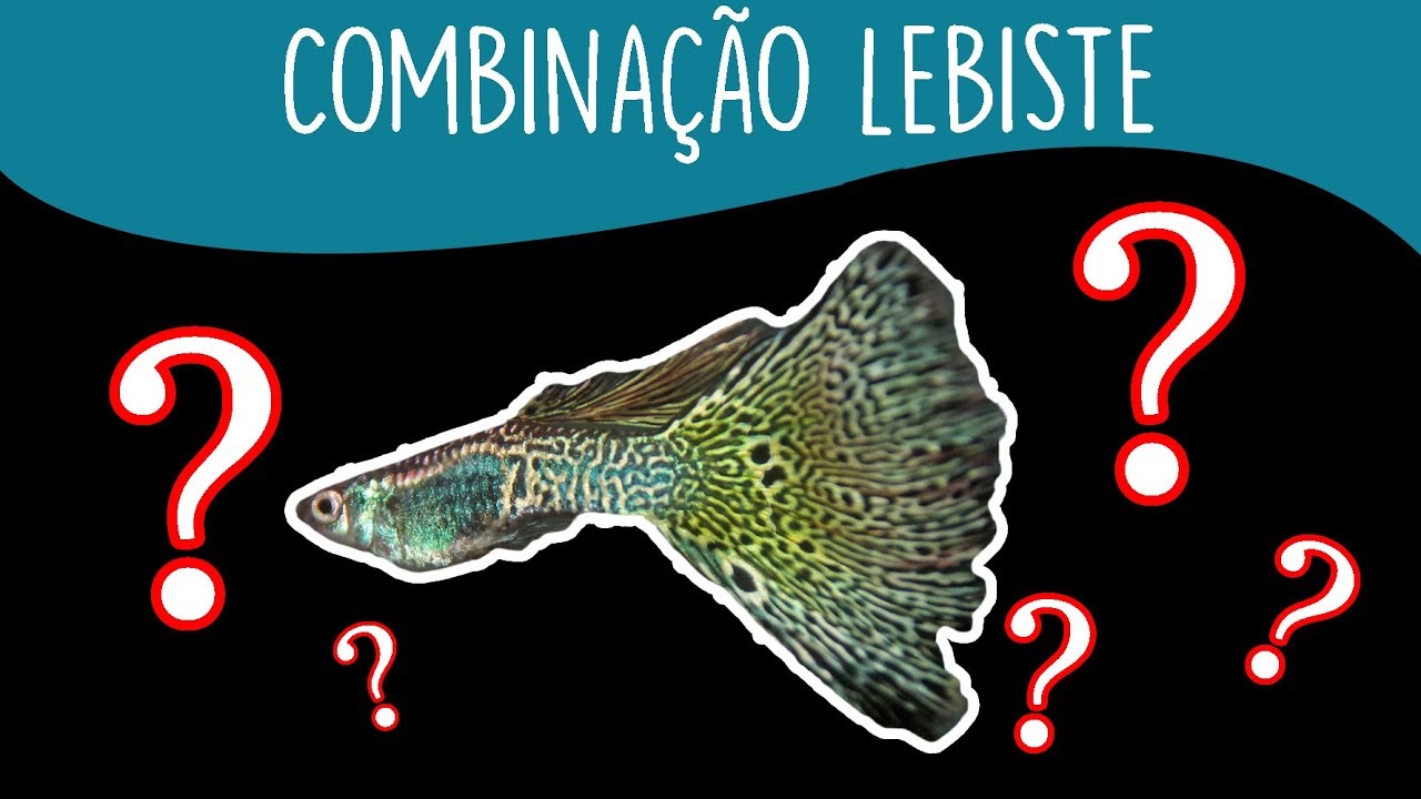 5 espécies compatíveis com o LEBISTE (Guppy)