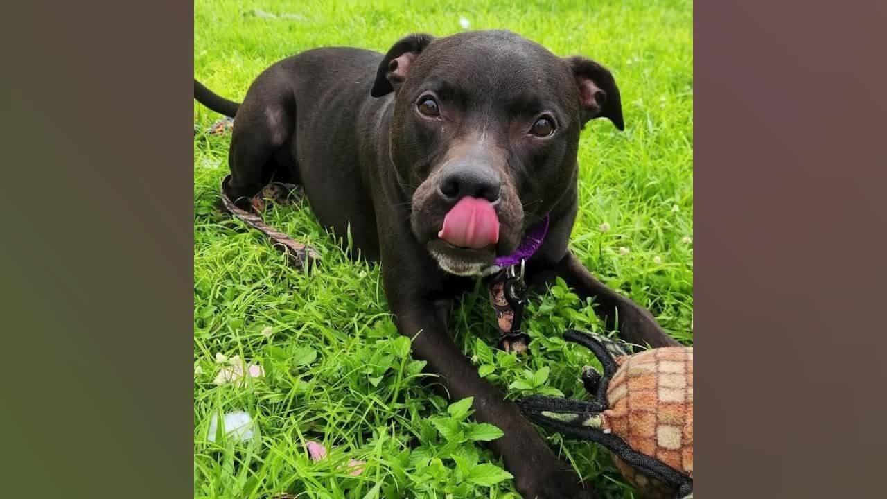 Mutts and Meows: Meet Sal
