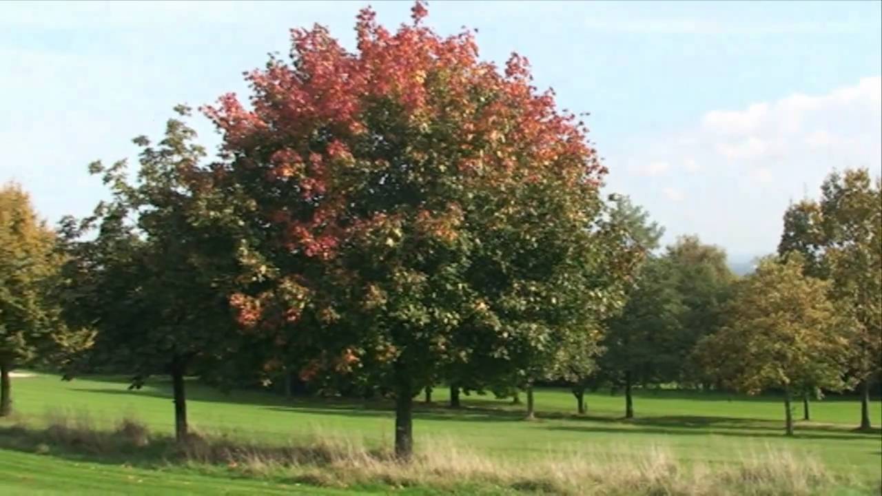 golf Henri Chapel Ardennen 2010