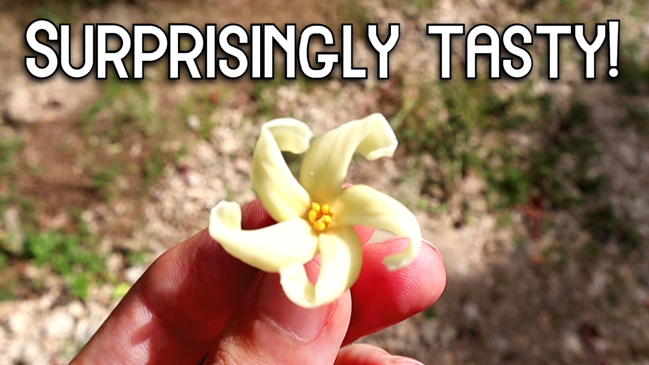 You can eat every part of a papaya tree. (and they actually taste good!)