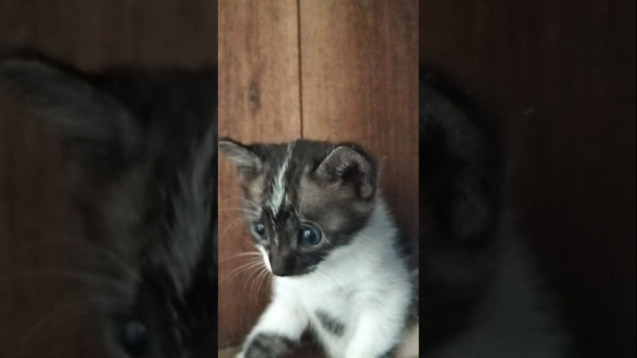 Милый #котенок #милый #кошачьишорты #милоеживотное