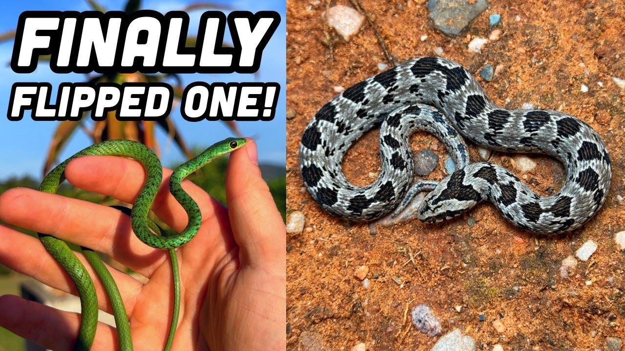 I Flipped A Night Adder in South Africa! Hiking and Flipping for Snakes and Lizards in Eastern Cape