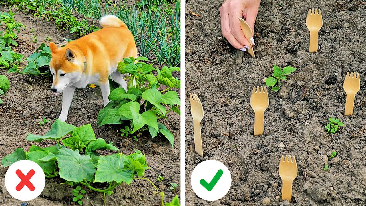 Useful Inventions For Garden || Simple Plant Growing Hacks