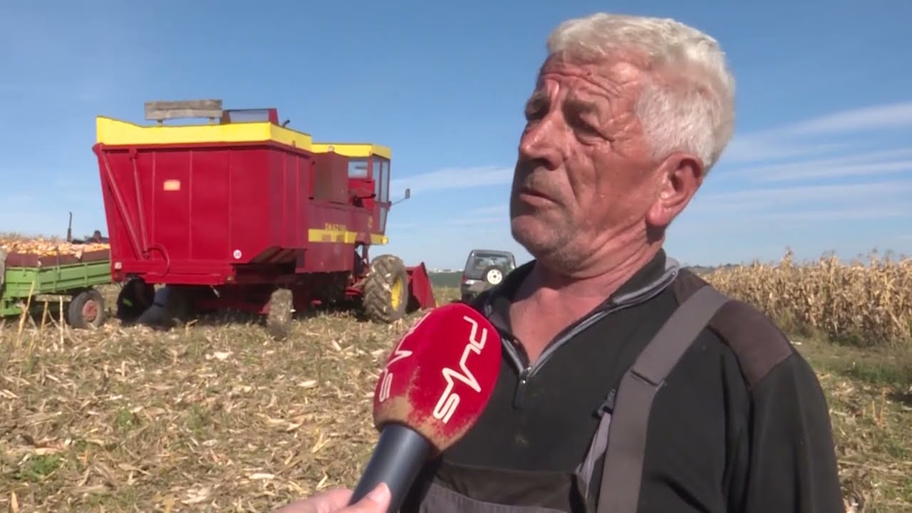 Berba kukuruza u Kosovskom Pomoravlju