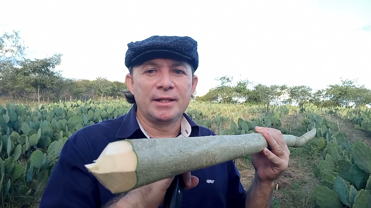 Plantio de Gliricidia por ESTACA