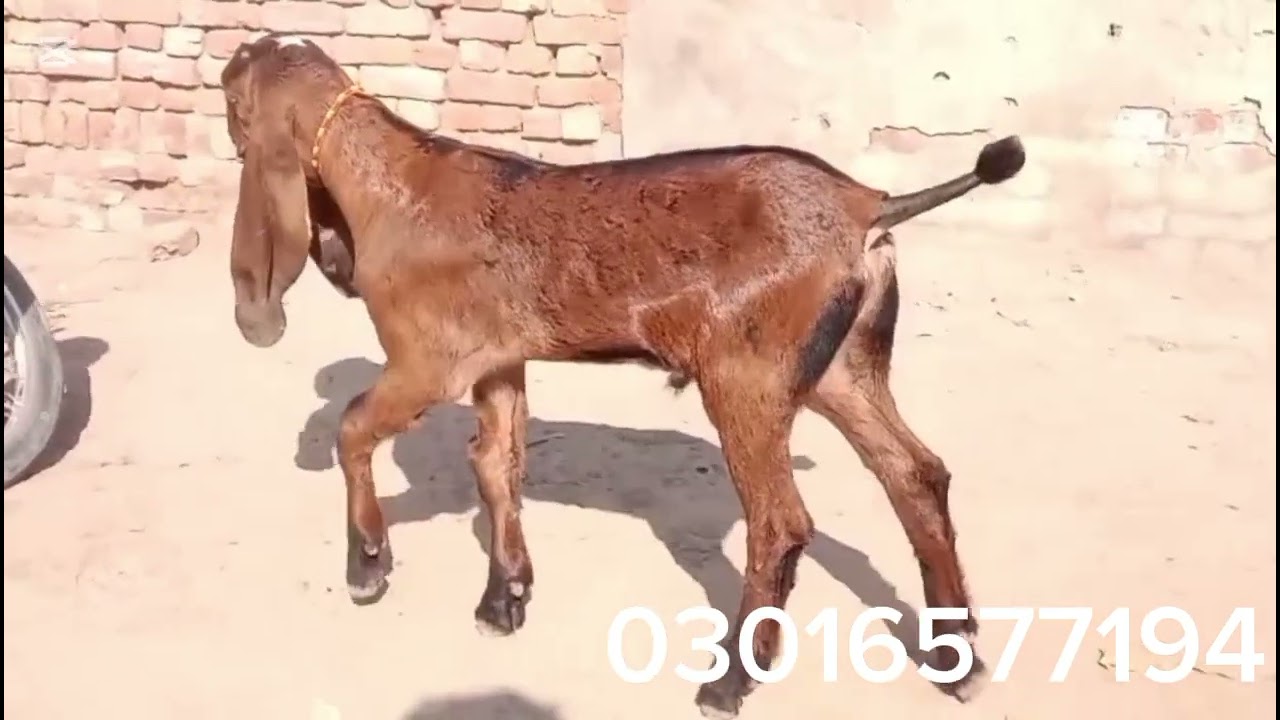 3 جانوروں کا دیدار کریں