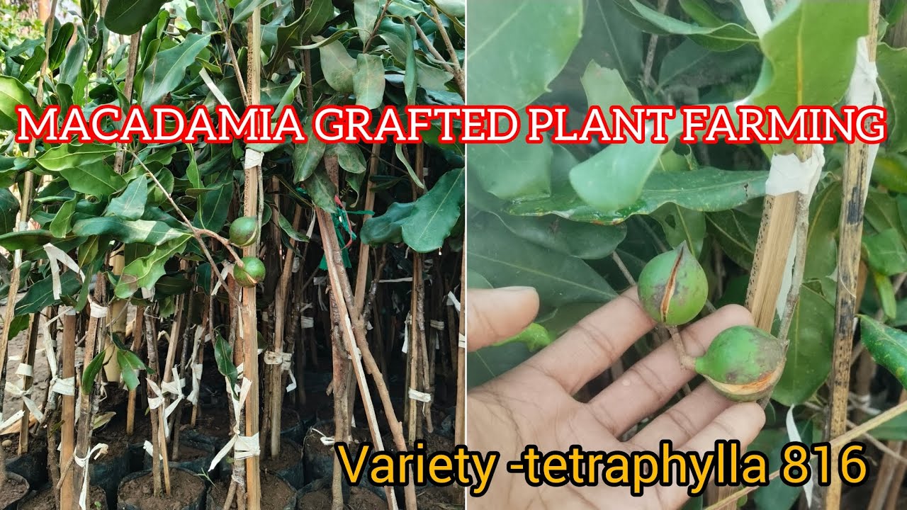 MACADAMIA GRAFTED PLANT NURSERY! All INDIA DELIVERY SERVICE AVAILABLE 🚛🚉.
