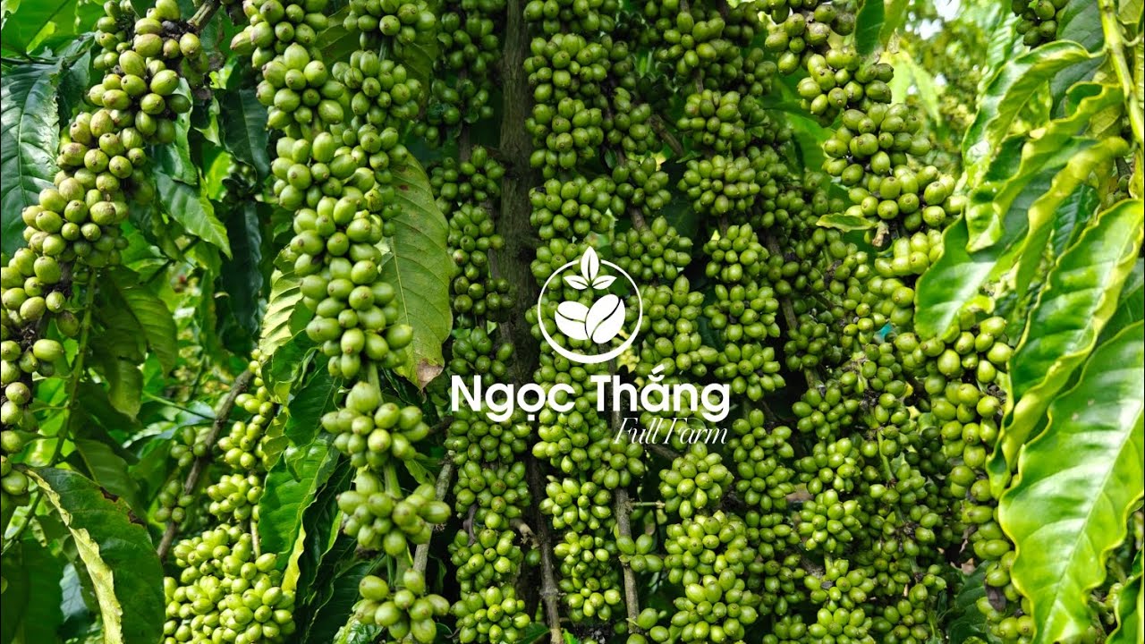Giống cà phê Cao Sản Năng Suất Vượt Trội .Lh ☎️ 0979.940.779(zalo)