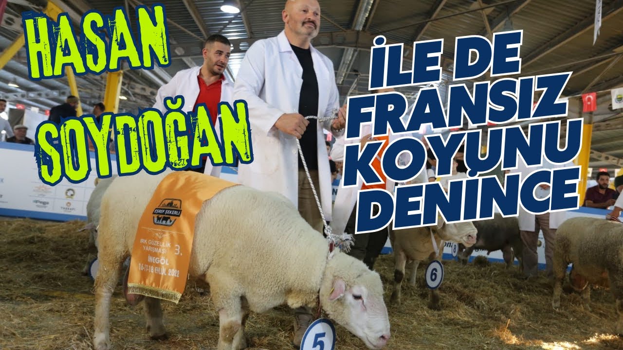 İle De Fransız Koyunu Denince Hasan SOYDOĞAN (0532 4609871)