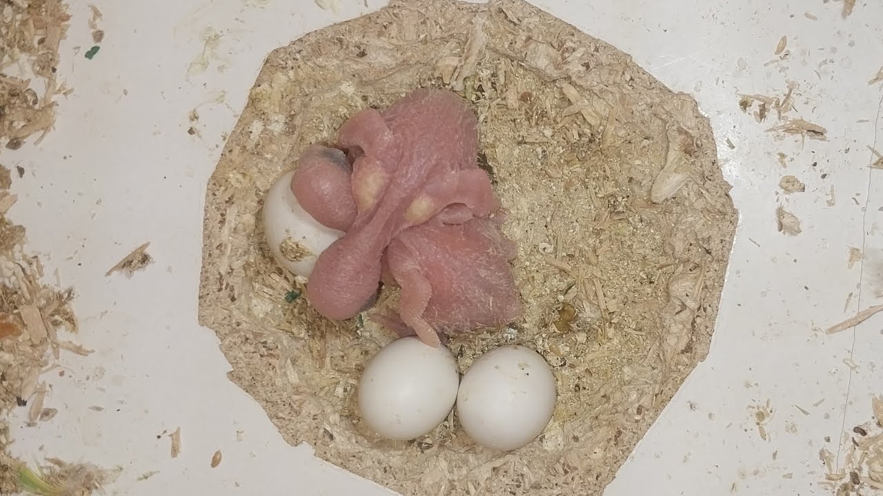 World of Budgie Son Baby 👶 💙 ❤️ 😍 💕 ♥️ 👶 💙 ❤️ 😍 💕 ♥️ 👶