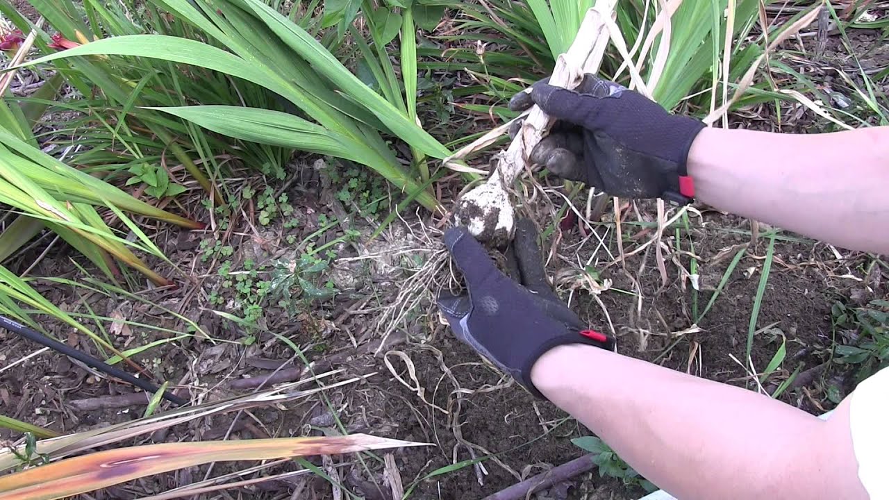 Growing 'Chesnok Red' Garlic Part 2