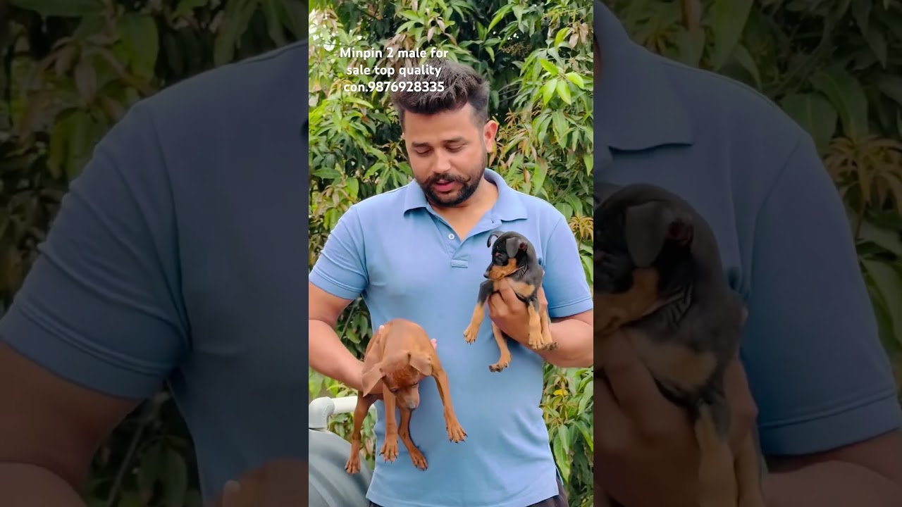 Minpin puppy for sale (miniature puppy for sale ph.9876928335 #minpin #minipuppy #minpinlife #minip