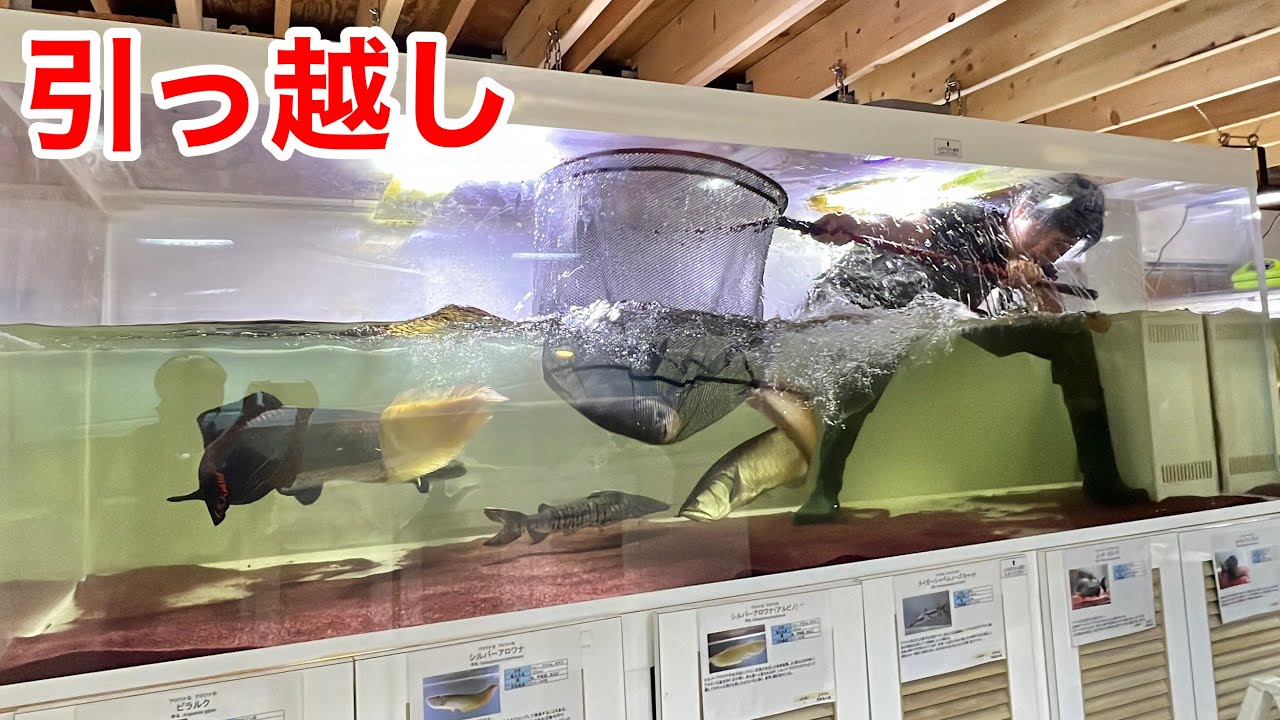 大型魚の引っ越しが大変過ぎる・・・！