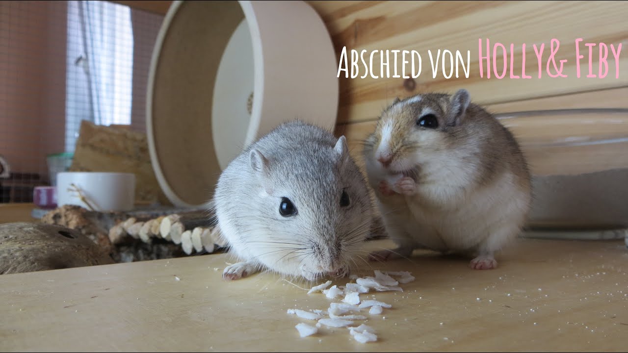 Abschied von Holly& Fiby 🐭❤ MyGerbilsWorld
