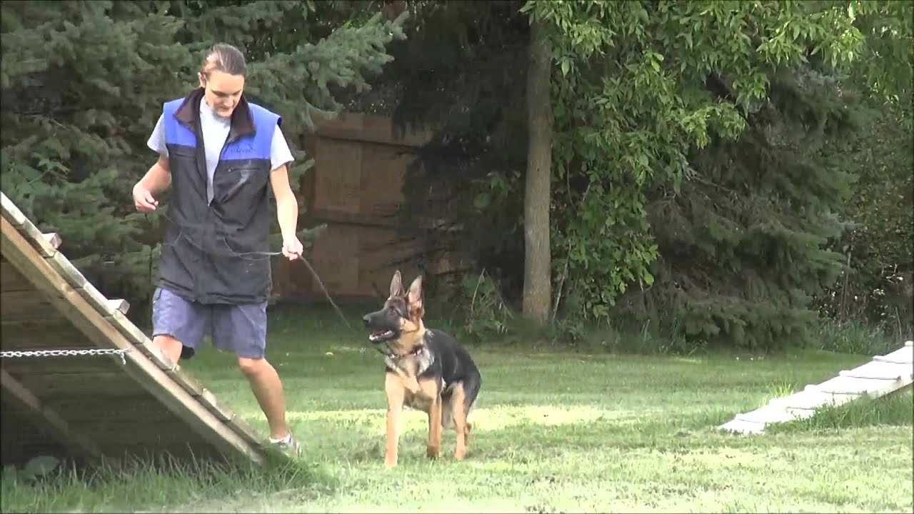 Celle (German Shepherd Dog) Puppy Camp Dog Training Video