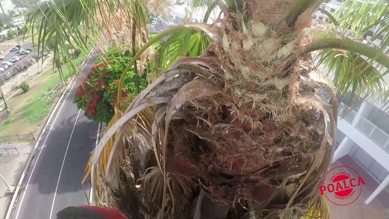 PODA DE DOS WASHINGTONIAS SIN BAJAR AL SUELO