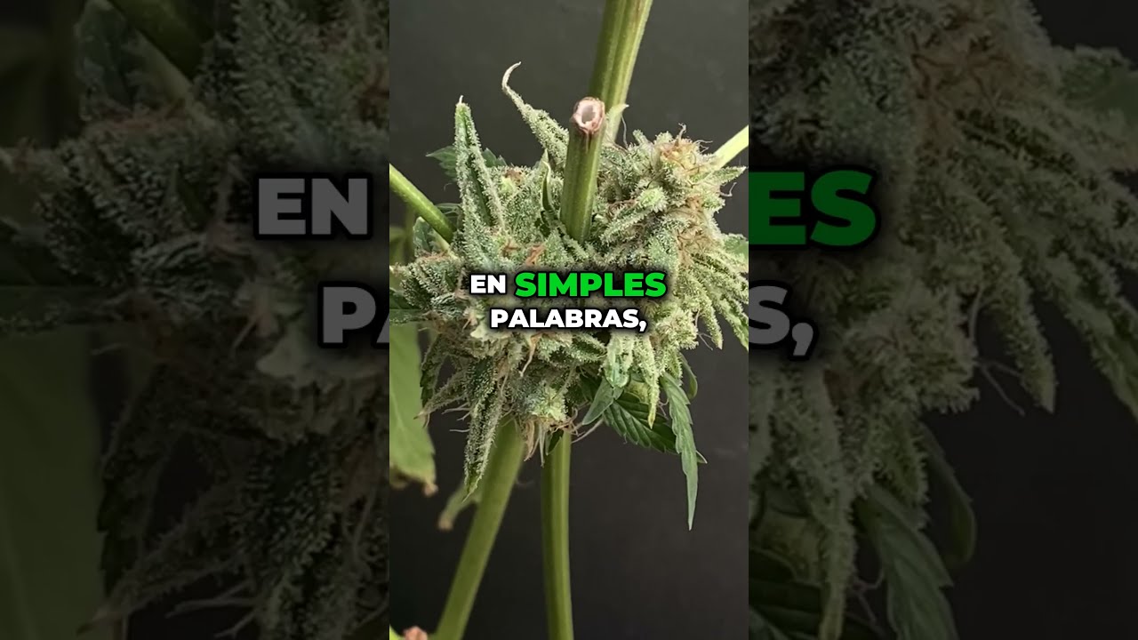 Revegetar Plantas?