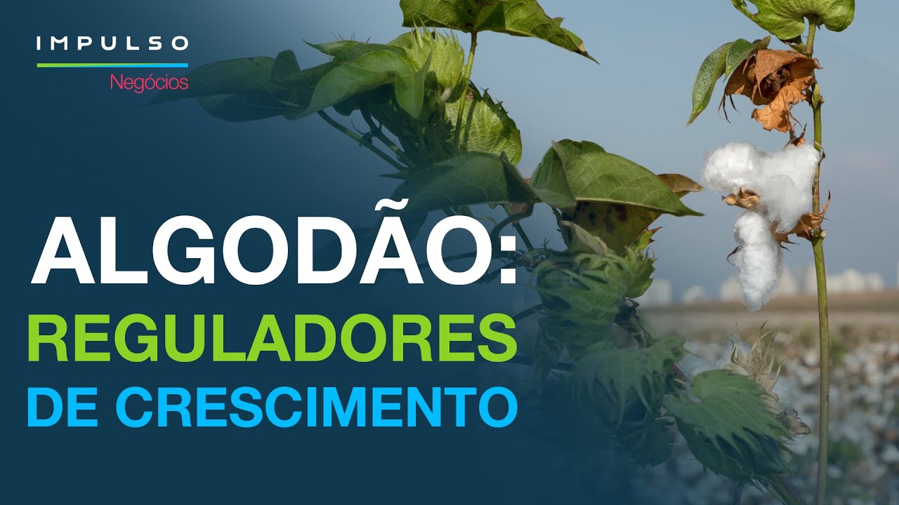 Algodão: quando aplicar regulador de crescimento? | Impulso Negócios EP. 118