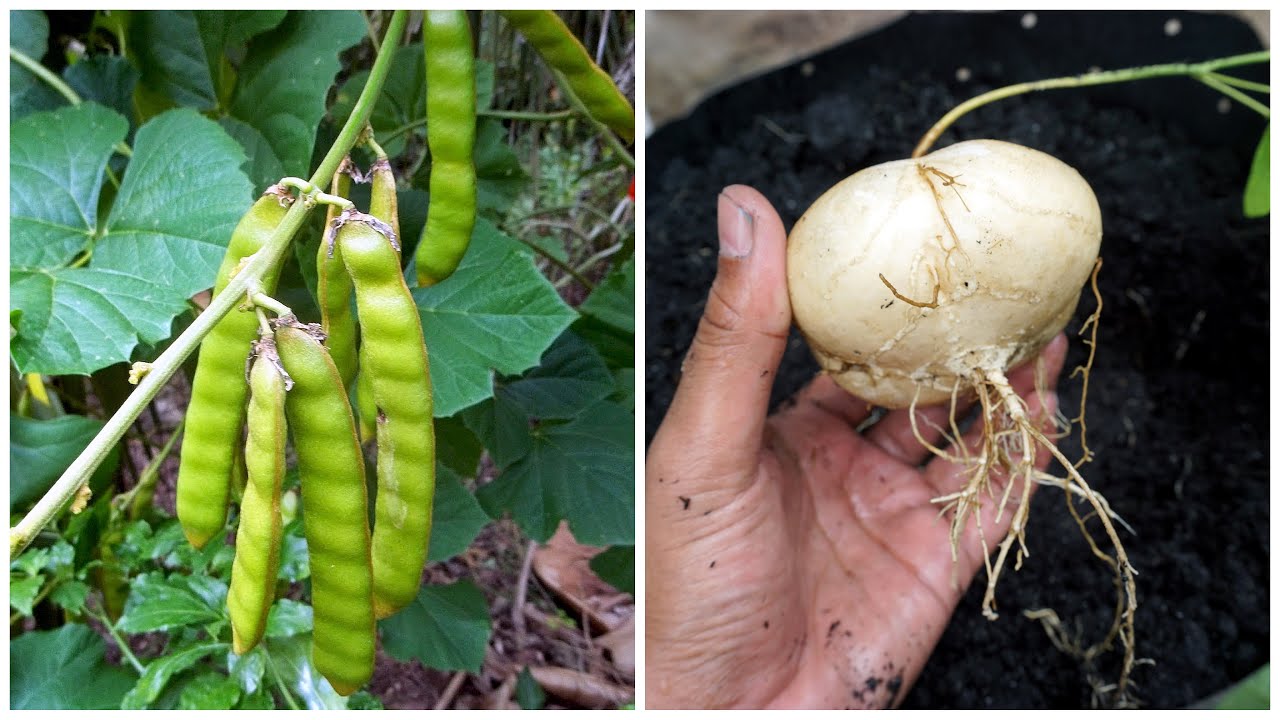 How To Grow Jicama | Cara Tanam Sengkuang