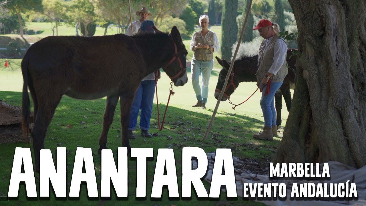Donkey Dreamland en Anantara Marbella: Burros y Tradición Andaluza