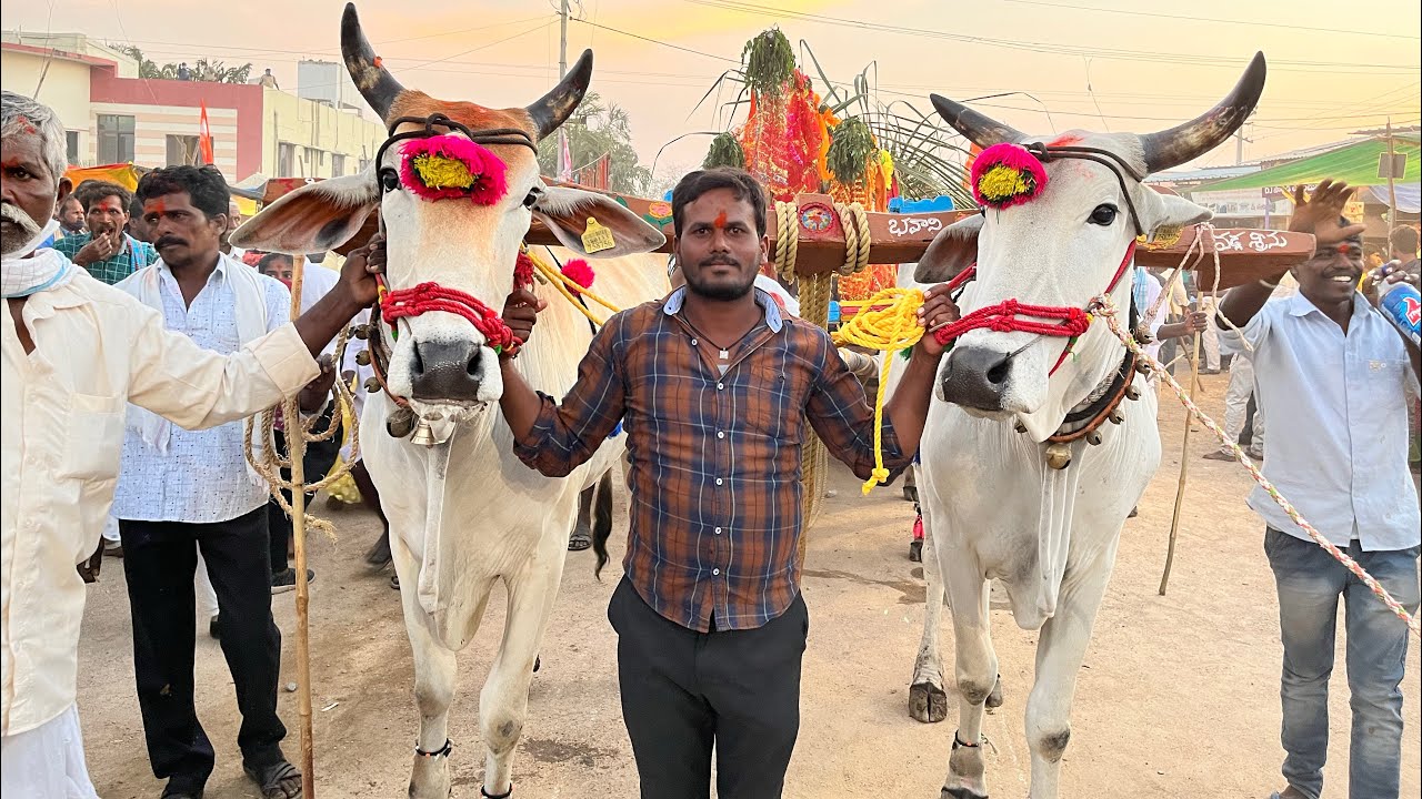 Edla Bandi uregimpu Utsavam at Edupayala Vana durga Bhavani Jatara 2022 | Edupayala Jatara 2022