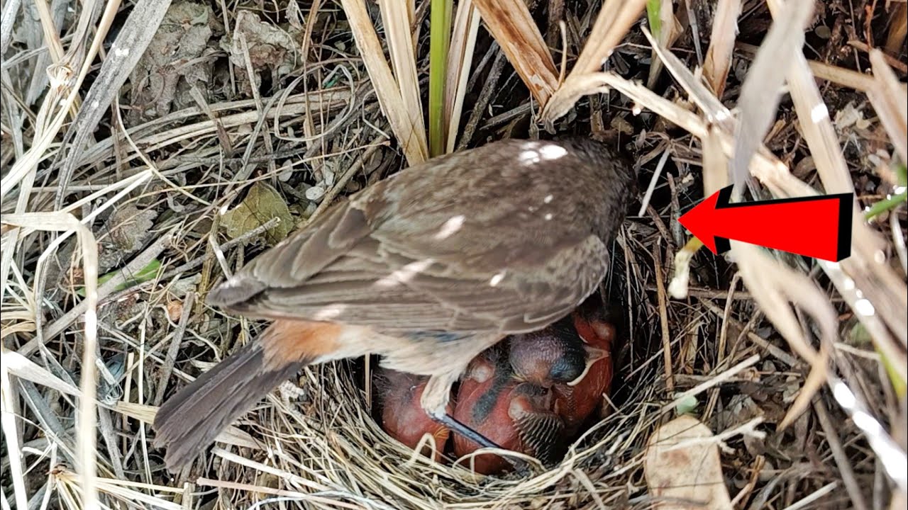 Familiar chat bird is doing something to the babies @AnimalsandBirds107