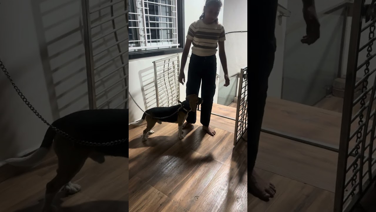 Simba or Coco ki masti🤣🤣🐶🐶#minivlog #shortvideo #dogvideos 