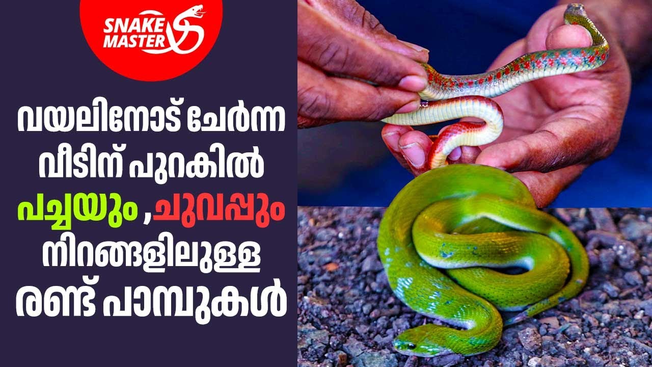 കേരളത്തിൽ കാണാത്ത അപൂർവ്വയിനം പാമ്പുകളെ പിടികൂടി | Vava Suresh | Snakemaster EP 1047