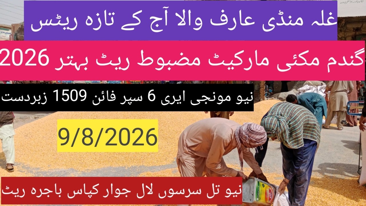 Gandam price in Punjab 2026| makki munji ka rate| till sarso bajra| Ghalla Mandi rate today