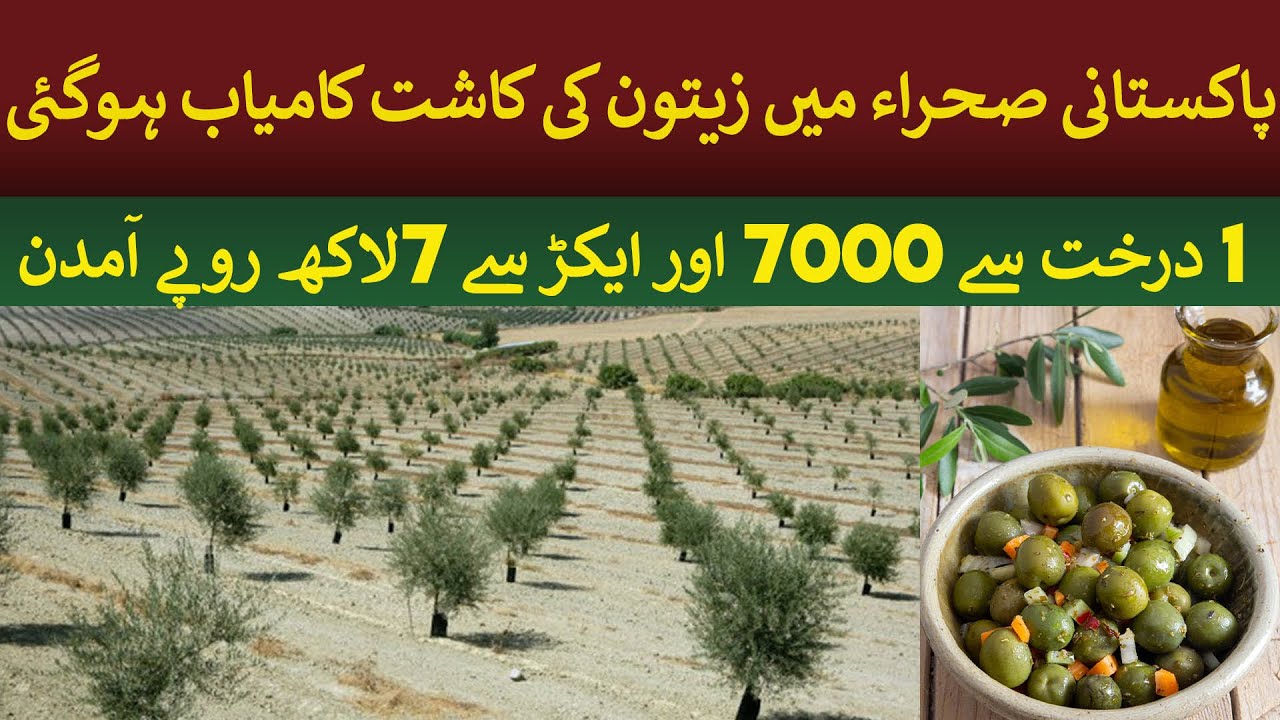 Olives cultivation in Pakistani Desert | Rich Pakistan