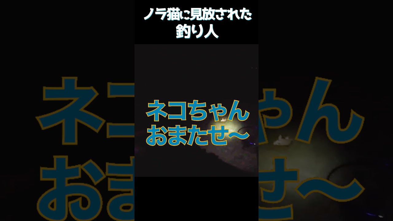 ネコにも見放された釣り人  #釣り #夜釣り #フカセ釣り