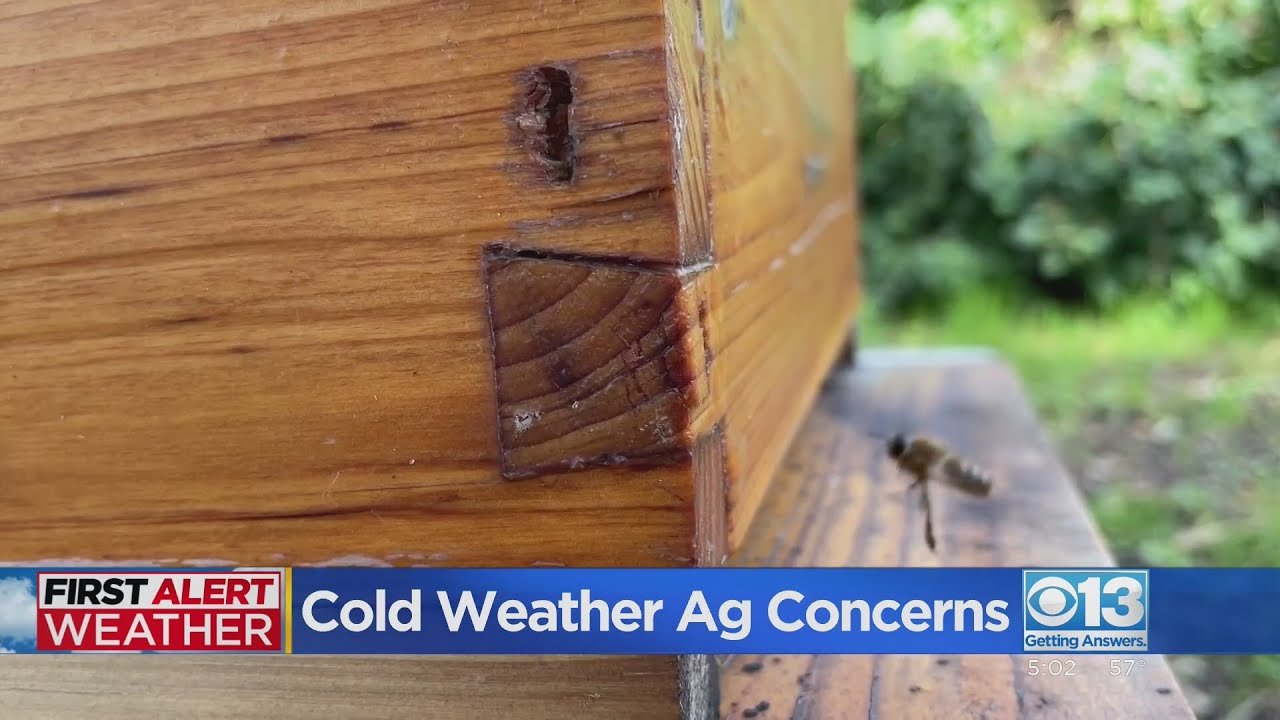 Winter cold snap comes at the worst possible time for almond farmers