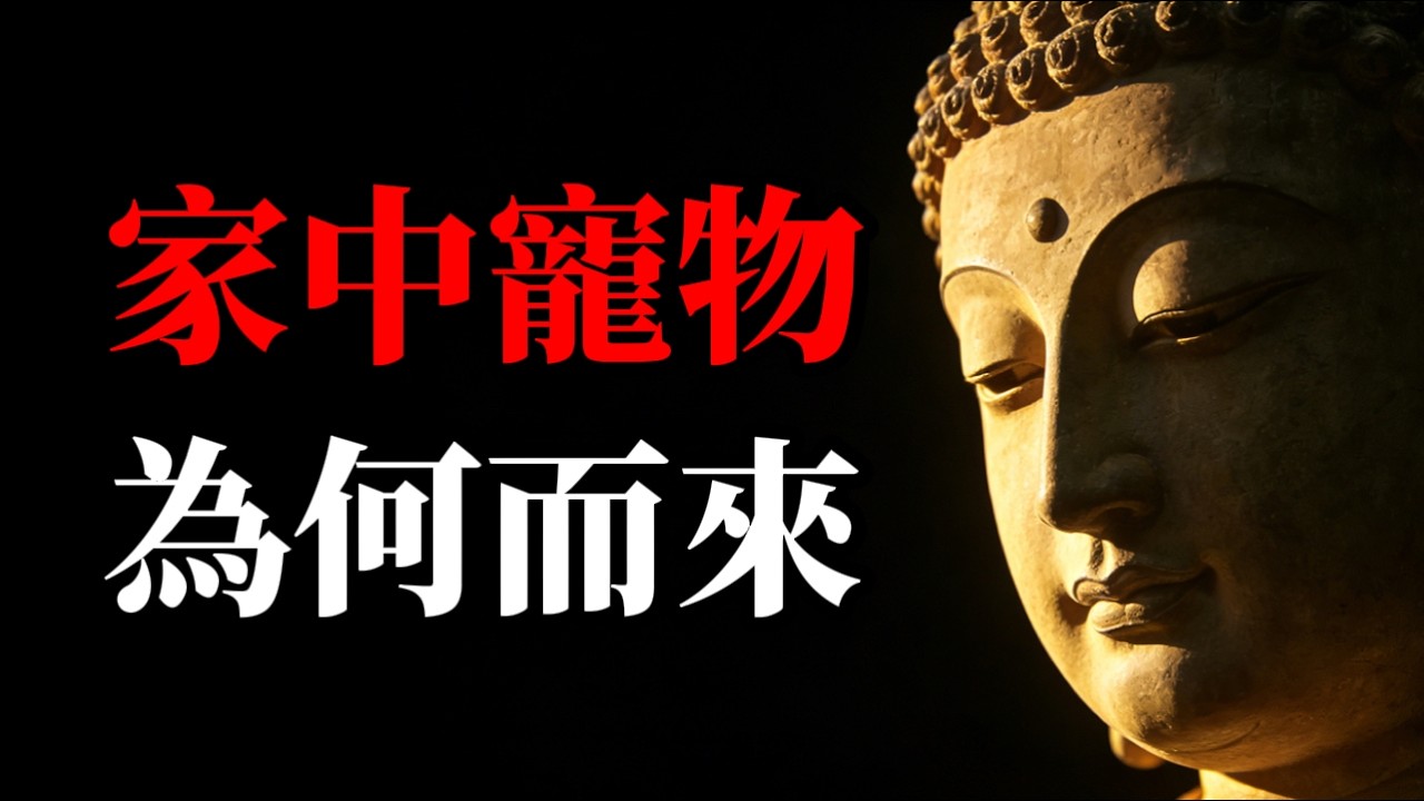 家中寵物為何而來？高僧道破：原來牠們都是前世與你「緣分最深」的親人，特地來報恩的！ #佛法因果#寵物靈性#宿世因緣#修行道場#眾生平等#慈悲心#無常觀#緣起緣滅#佛學智慧 #修行 #心灵感悟 #情感