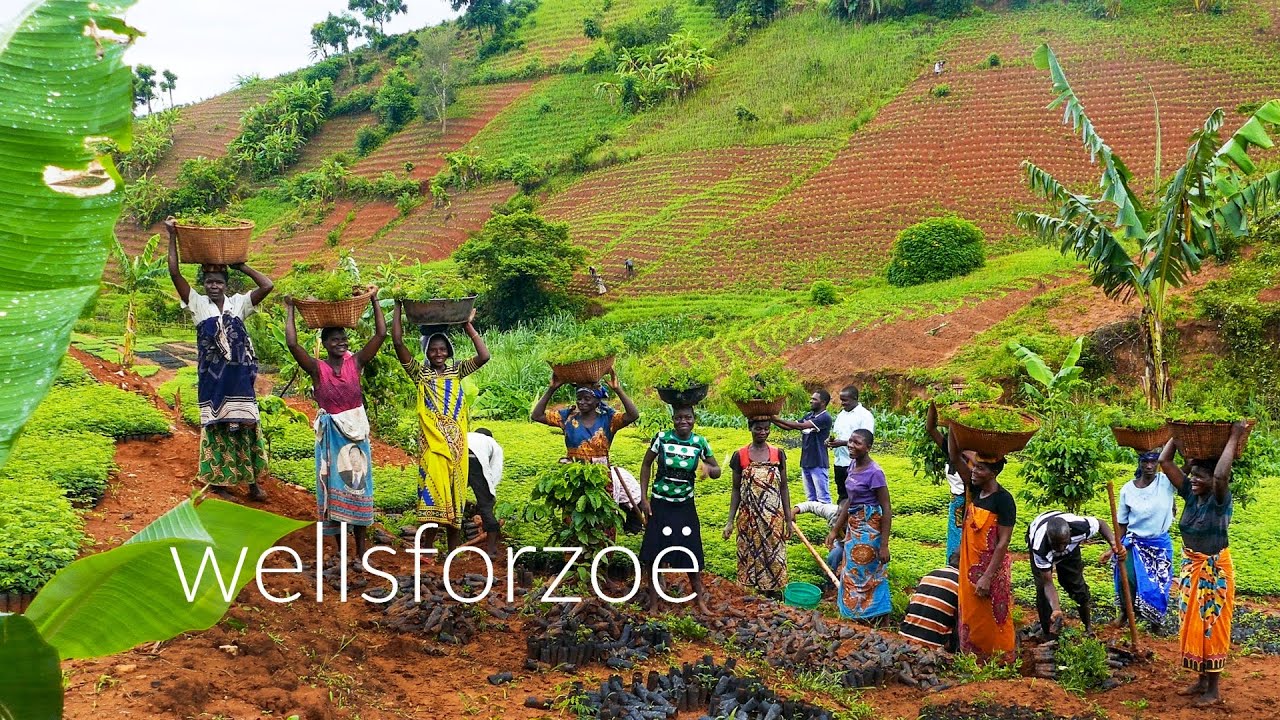 Planting two million indigenous trees in Africa Wells for Zoë