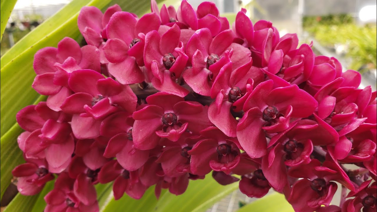 Visit to Orchid Festival at KRULL SMITH ORCHIDS.