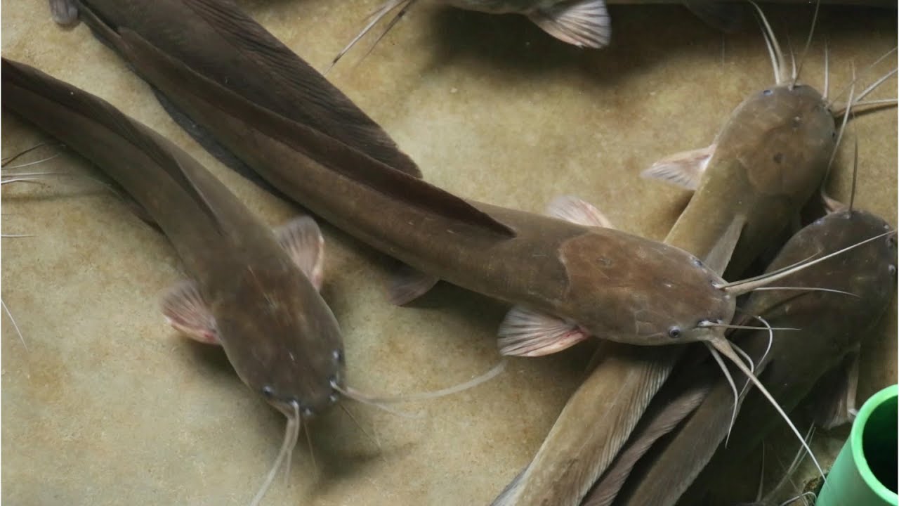 Catfish Breeding Techniques | Fish Eggs Hatching Magur Fish Breeding Farm | Best Way Catfish Farming