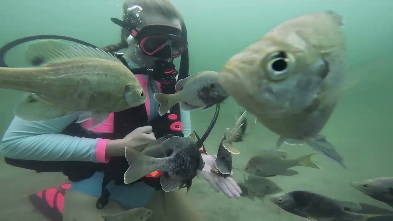 Jolee's CheckOut Dive #1 - Lake Denton, Avon Park, FL