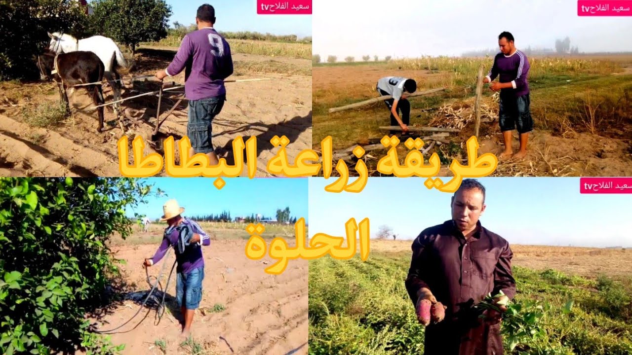 طريقة زراعة البطاطا الحلوة 🥔 بكل مراحلها تابعونا تالأخير ☺️
