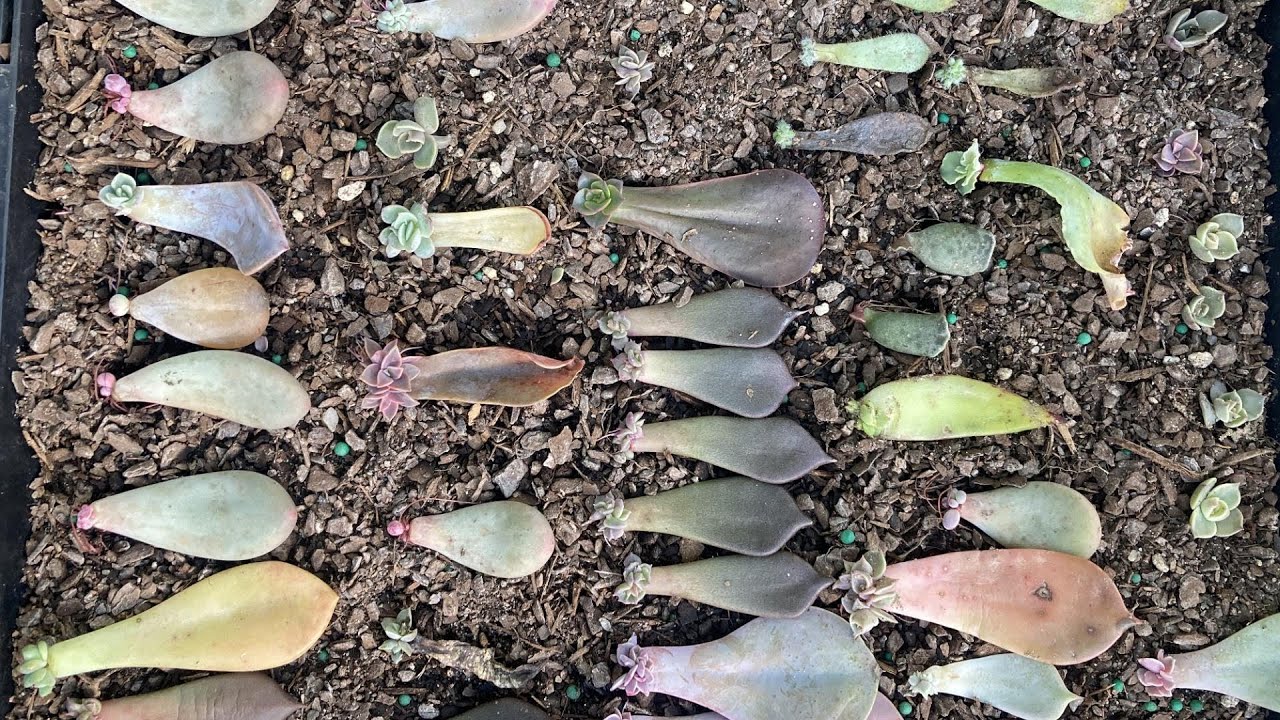 How To Propagate Succulents From Leaves PART 2-Storing and Planting