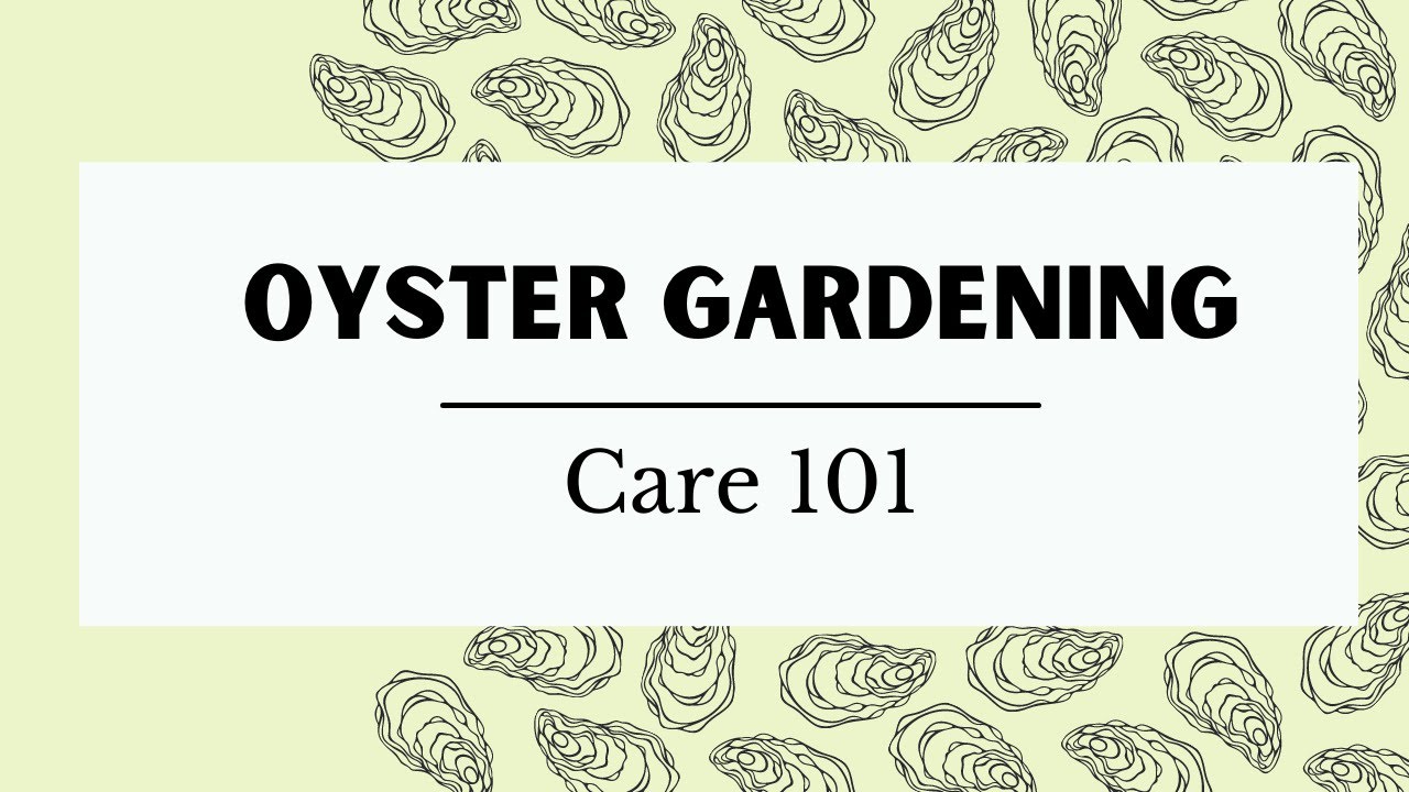 Oyster Gardening Care 101