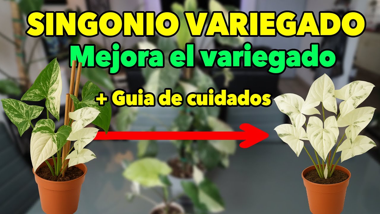 Singonio Variegado - Como mejorar el Variegado y Guia de cuidados