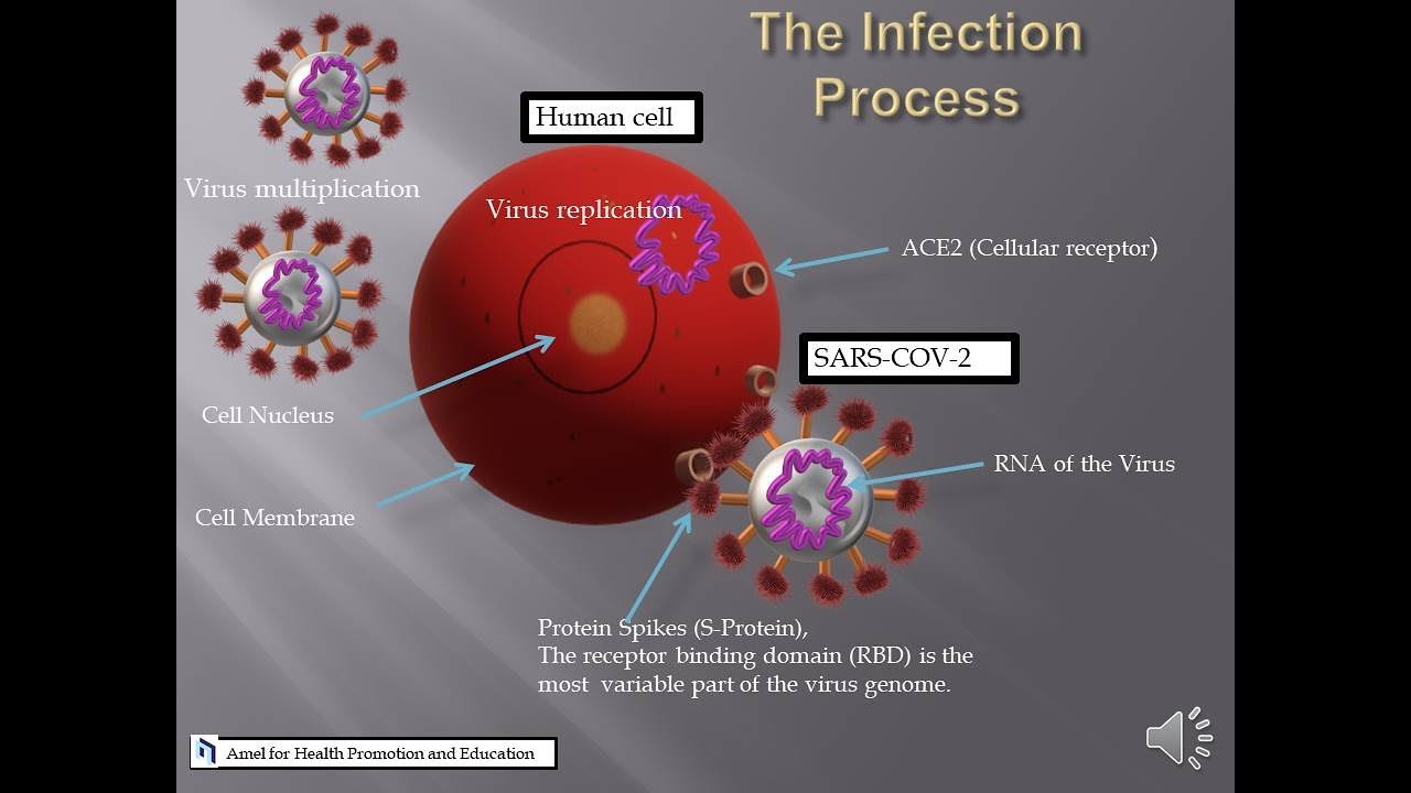 Angiotensin converting enzyme 2 ACE2 Our cellular receptor for SARS COV 2 Virus F