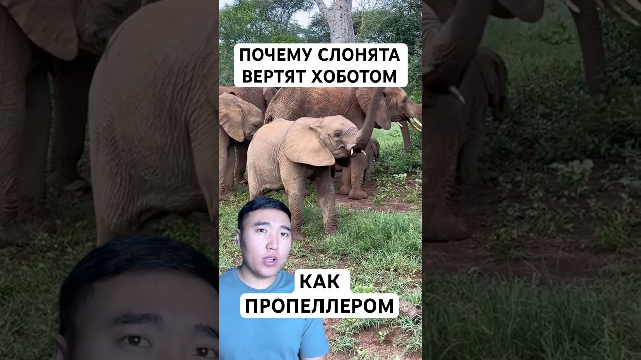 Почему Слонята Такие Нелепые: Детство у Слонов