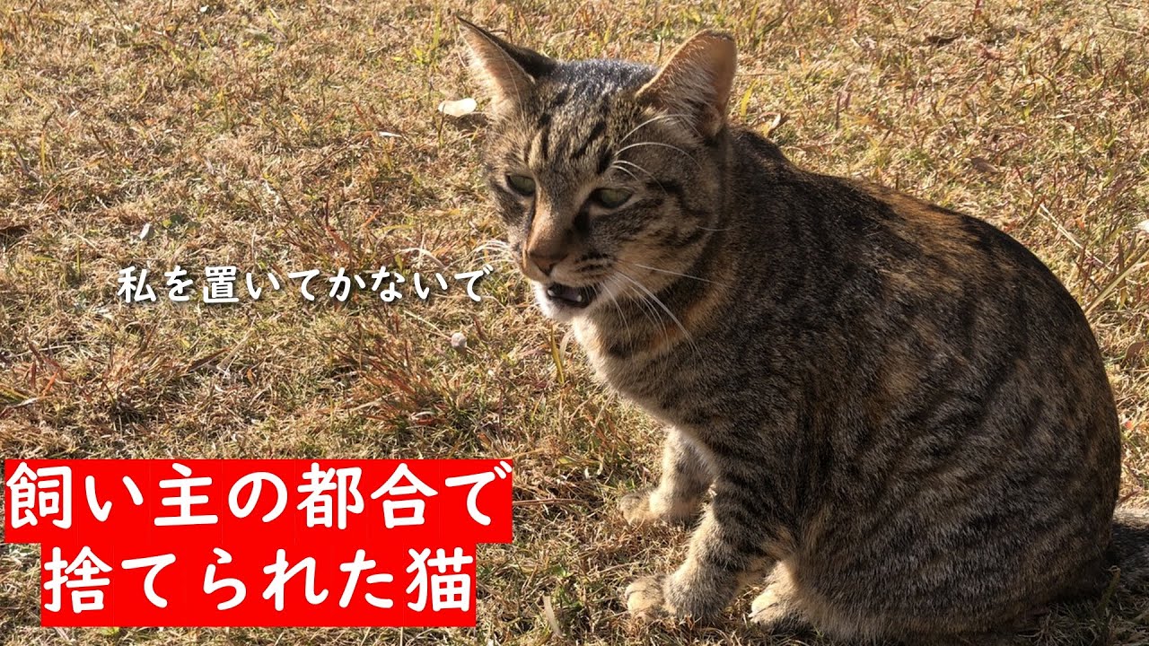 飼い主に捨てられた猫ちゃん。