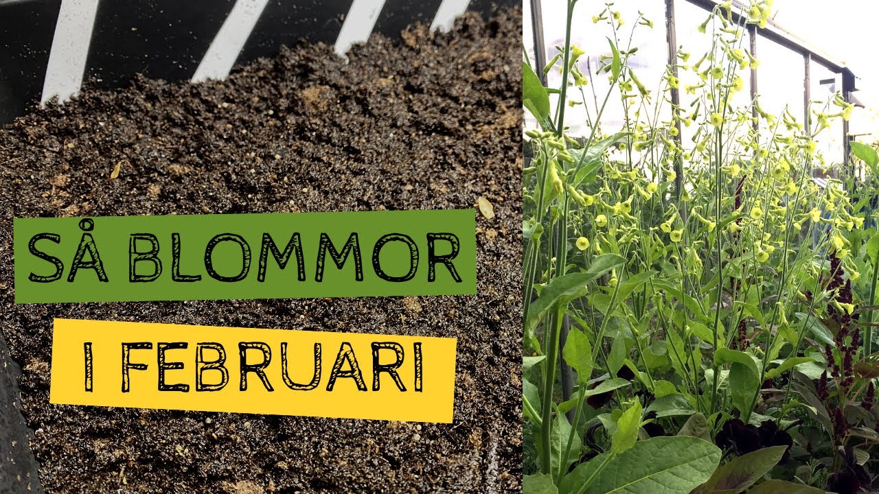 Blommor i FEBRUARI - Tidiga sådder av sommarens blommor. Bredsådd av ljusgroende frön.