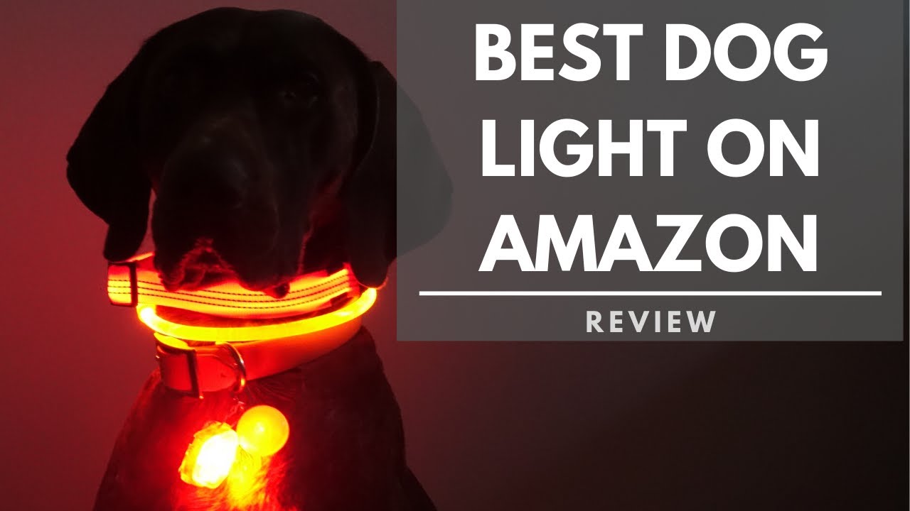 Best Dog Light On Amazon Review - $9 vs $35